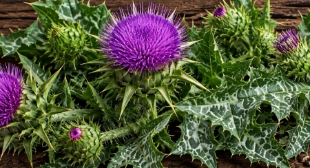 Picture for category Thistle